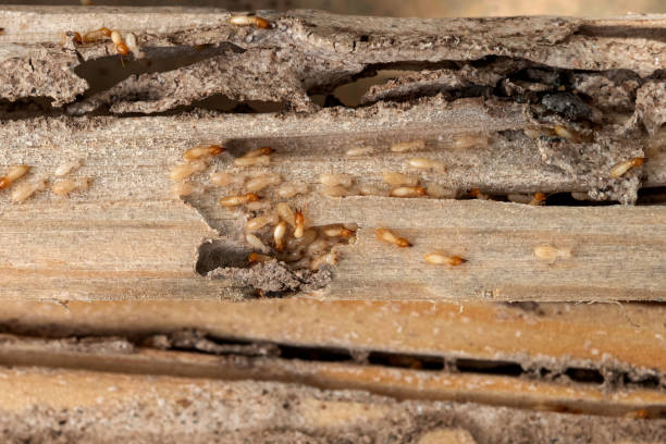 Best Pest Inspection Near Me  in Firthcliffe, NY