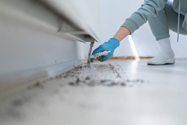 Pest Prevention Services in Firthcliffe, NY